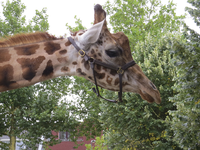906579 Afbeelding van de kop van een giraffe van het Circus Belly, dat de tenten opgeslagen heeft in het Grifpark te Utrecht.